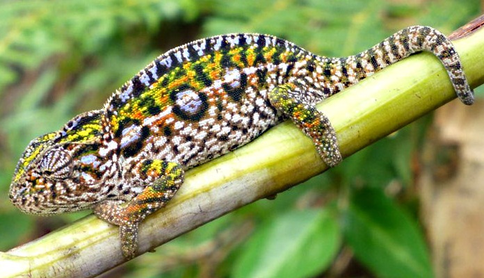Carpet chameleon, Furcifer lateralis – Leap Habitats