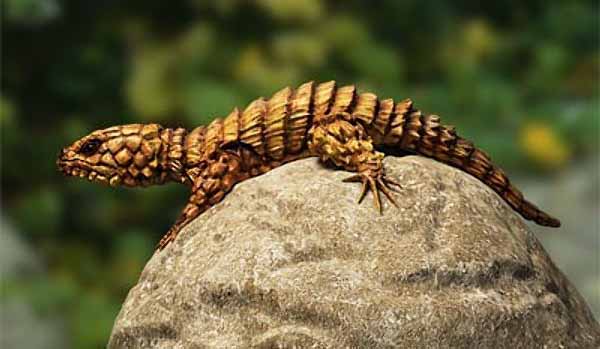 armadillo girdled lizard habitat