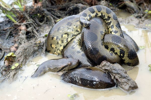 Green Anaconda Facts And Pictures Green Anaconda Facts And Pictures