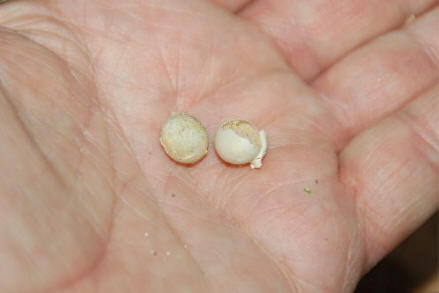 anole green eggs lizard florida reptilefact