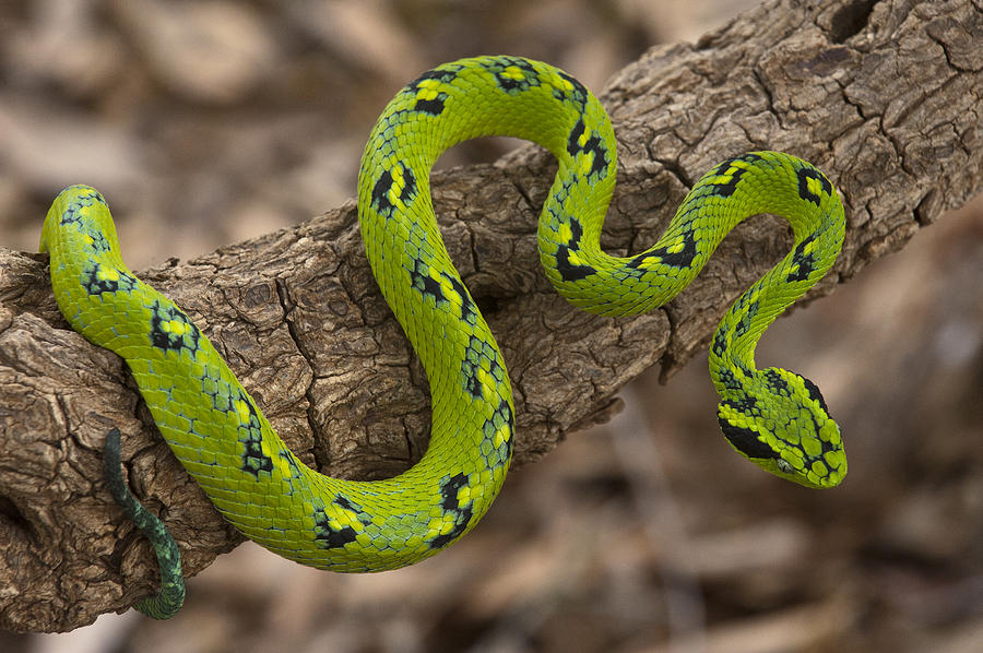 Guatemalan Palm Viper Pictures Gallery.