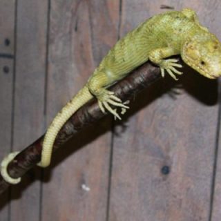 Prehensile Tailed Skink Facts And Pictures Photo Inspiration