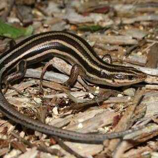 Five-lined Skink Facts and Pictures