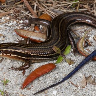 Five-lined Skink Facts and Pictures
