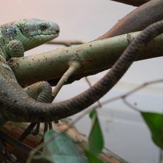 View of Prehensile-tailed Skink Facts and Pictures