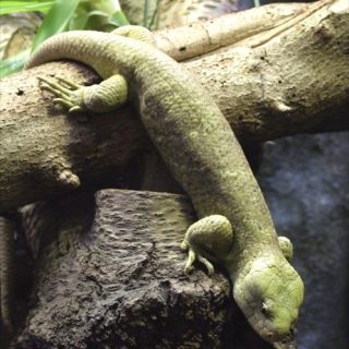 Curated visual reference: Picture Idea: Prehensile Tailed Skink Facts And Pictures