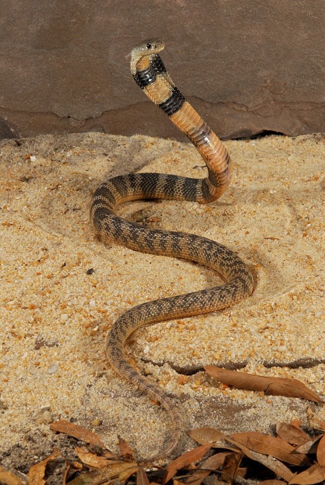 Рашен снейк. Кобра удав желтопузик уж. Русские змеи. Cobra Кобра Russian. Caspian Cobra.