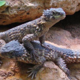 Sungazer Lizard Facts and Pictures