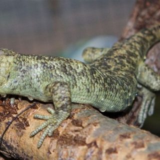 Curated visual reference: Visual Reference: Prehensile Tailed Skink Facts And Pictures