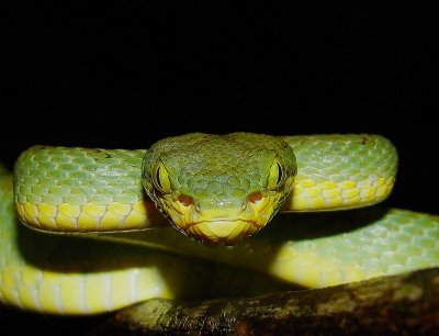 Characteristics of the Vipers Stejnegers-Bamboo-Pitvipers