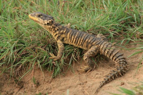 Sungazer Lizard Facts And Pictures,Strollers That Face You