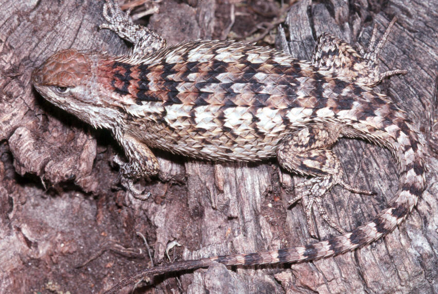 Texas Spiny Lizard Facts And Pictures