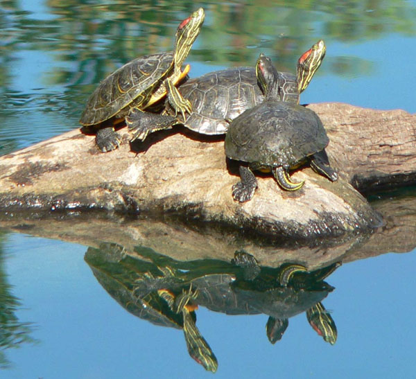 Red-eared Slider Pictures Gallery.