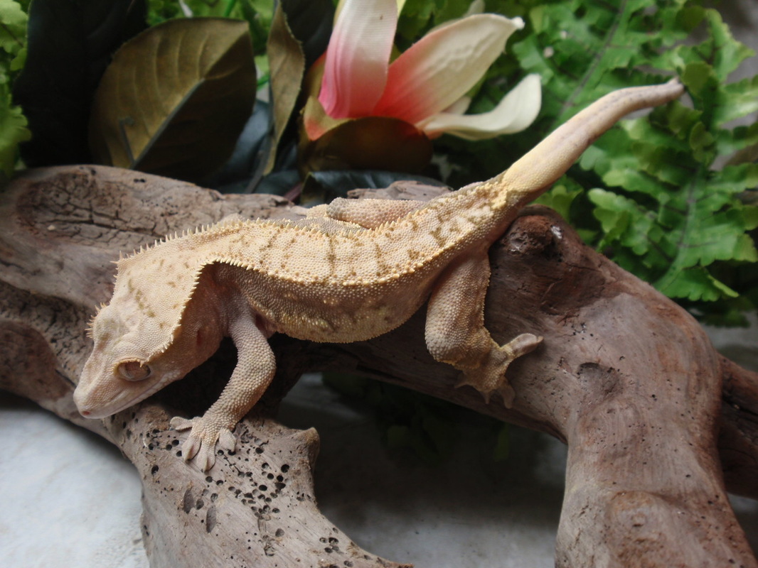 Crested Gecko Care.