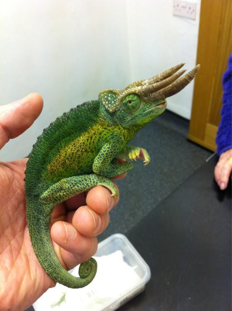 Jackson Chameleon Facts and Pictures