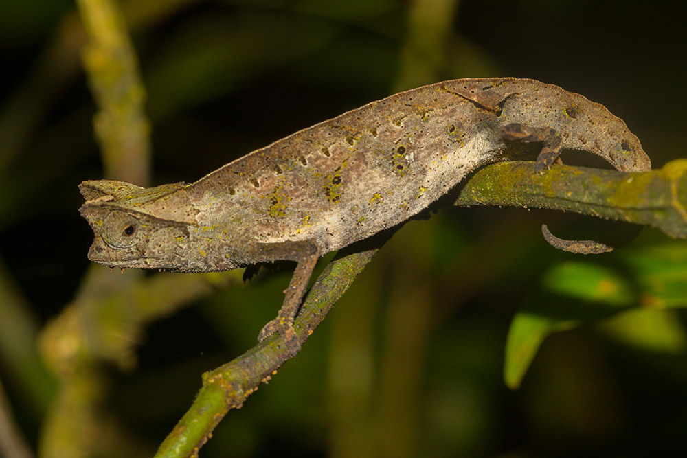 Лист хамелеон. Хамелеон брукезия. Brookesia superciliaris. Панцирная брукезия. Карликовый листовой хамелеон.