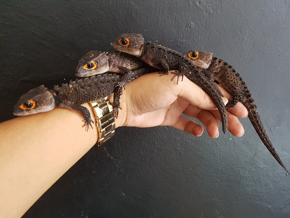 Red Eyed Crocodile Skink Pictures Gallery.