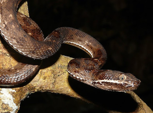 Cantor's Pitviper Facts and Pictures