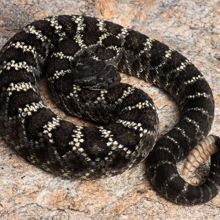 Arizona Black Rattlesnake Facts and Pictures
