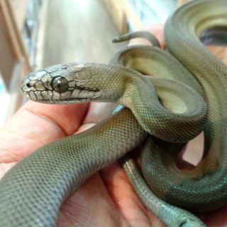 Papuan Python Facts and Pictures