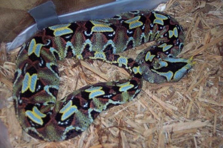 rhinoceros viper for sale rhinoceros viper for sale