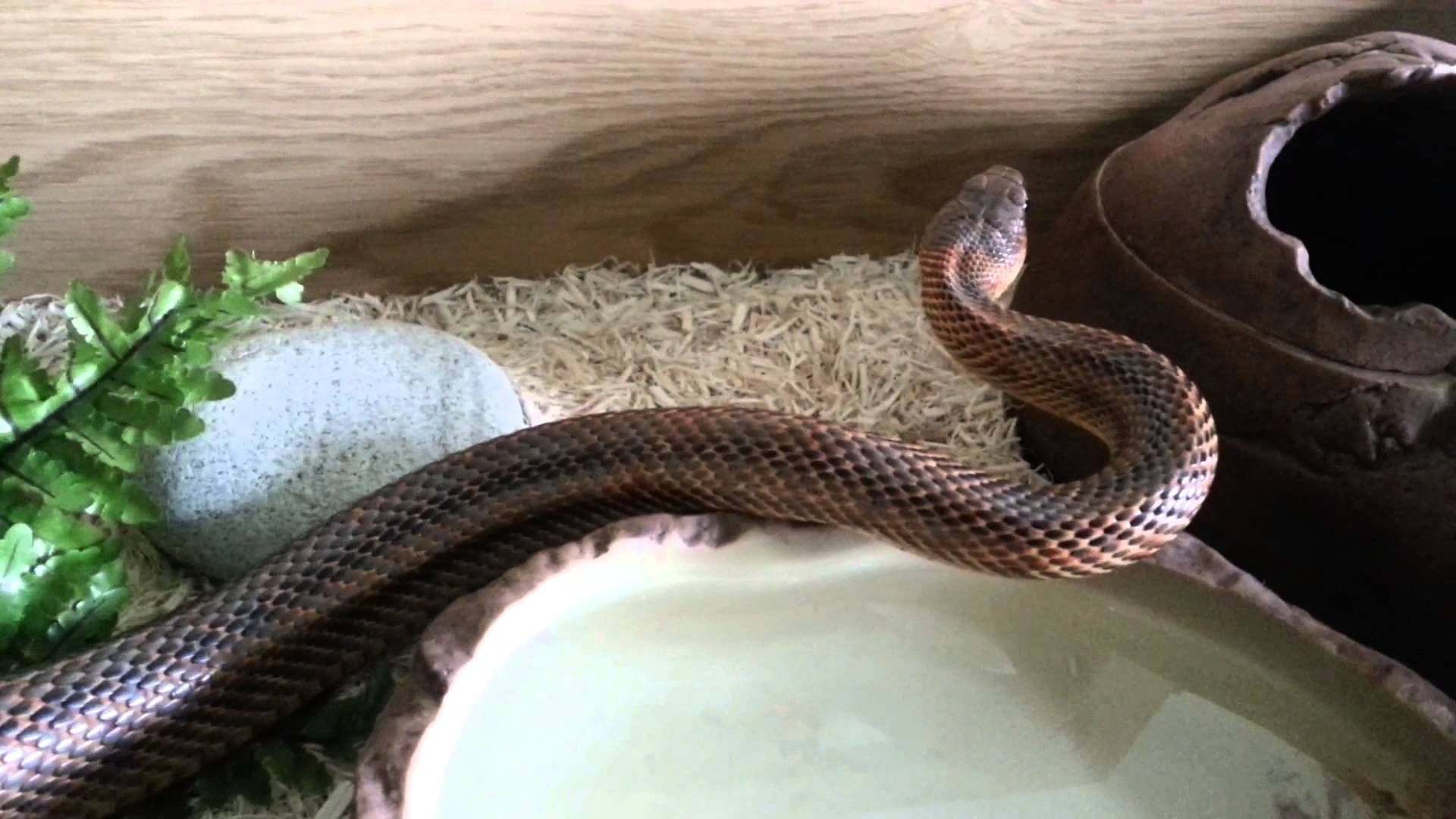 Baird's Rat Snake Facts and Pictures1920 x 1080
