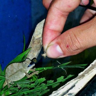 Bearded Pygmy Chameleon Facts and Pictures