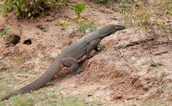 Bengal Monitor - Facts, Diet, Habitat & Pictures on