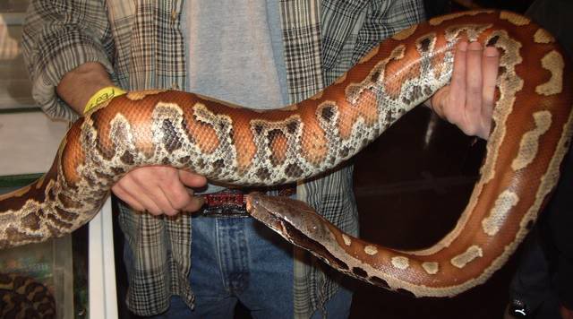 Blood Python Pictures Gallery.