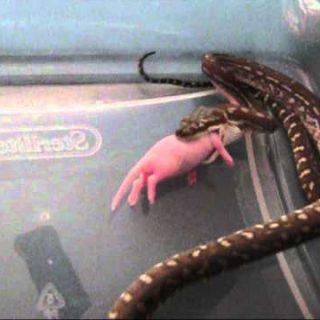 Bredl's Python Facts and Pictures