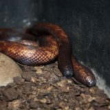Calabar Python Facts and Pictures