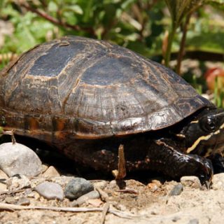 Pot Musk Turtle Stinkpot Turtle Facts and Pictures
