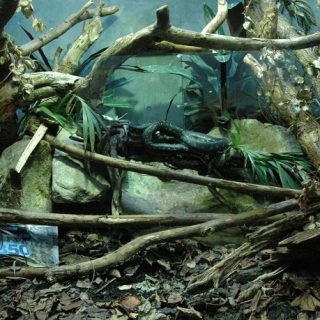 Diamond Python Facts and Pictures