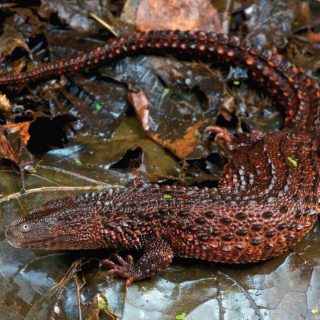 Earless Monitor Lizards Facts and Pictures