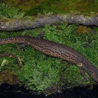 Earless Monitor Lizards Facts and Pictures