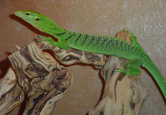 Emerald Tree Monitor Facts and Pictures