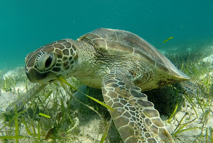 Green Sea Turtle Facts and Pictures | Reptile Fact - photo#6
