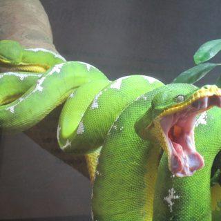 Green Tree Python Facts and Pictures