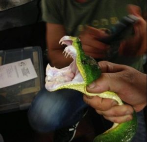 Green Tree Python Facts and Pictures | Reptile Fact
