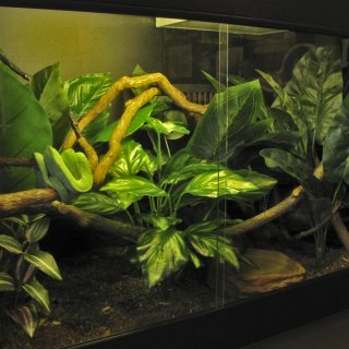 Green Tree Python Facts and Pictures