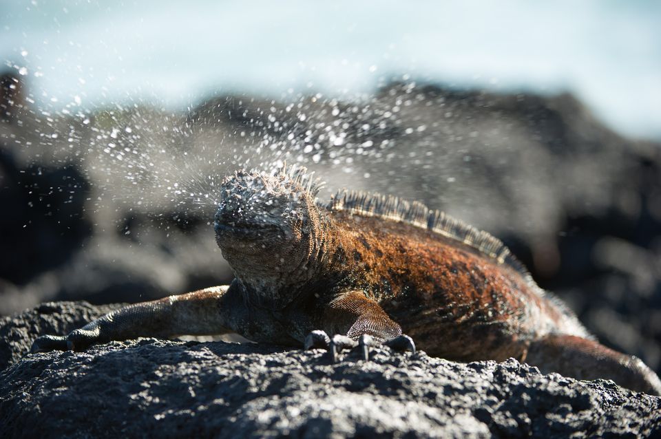 Image result for fernandino marine iguanas ejecting salt
