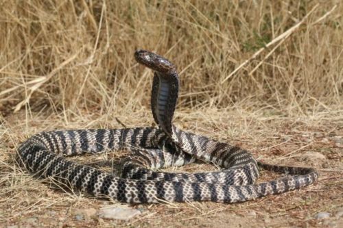Zebra Spitting Cobra Facts and Pictures