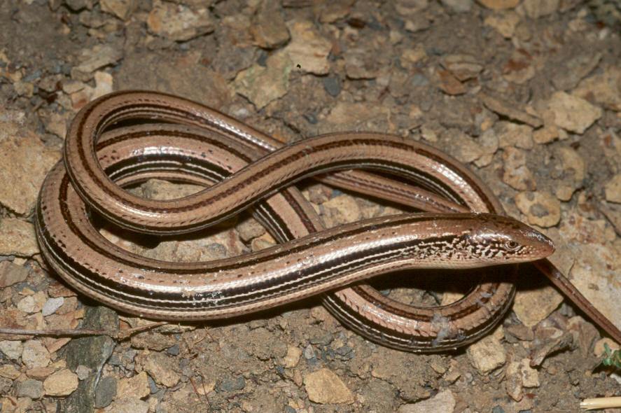 Slender Glass Lizard Facts and Pictures