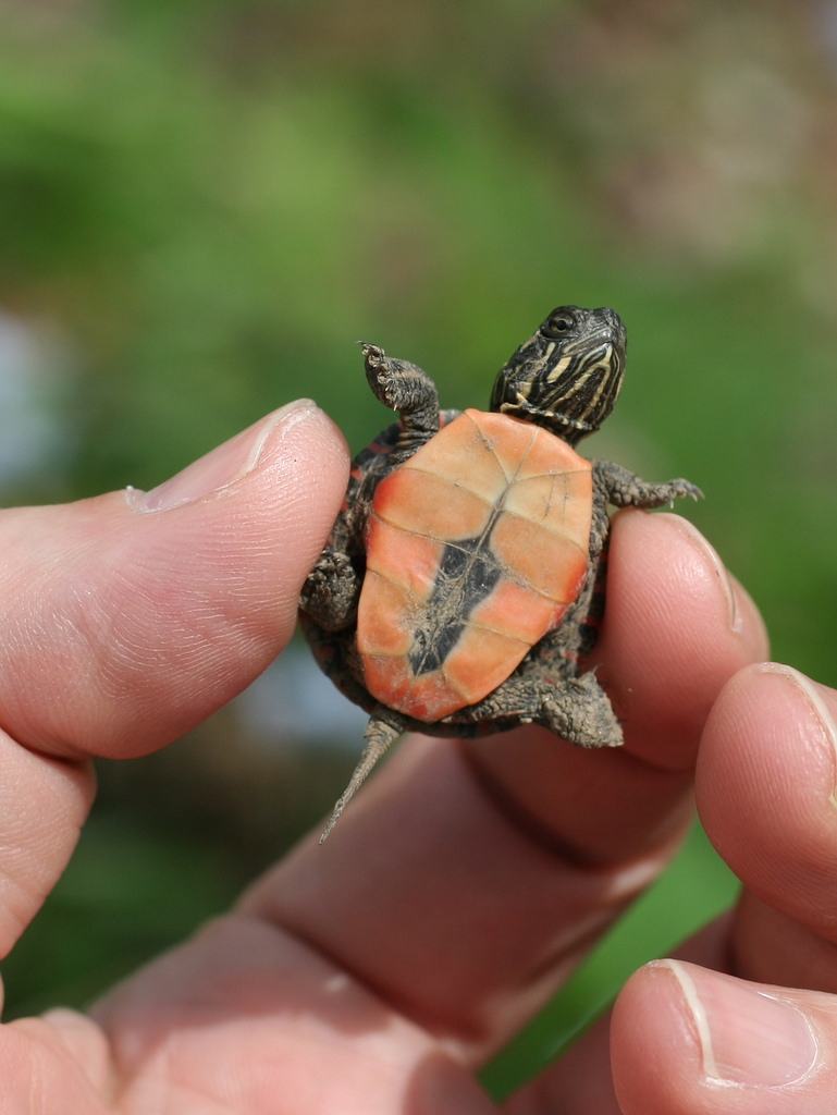 Painted Turtle Facts And Pictures