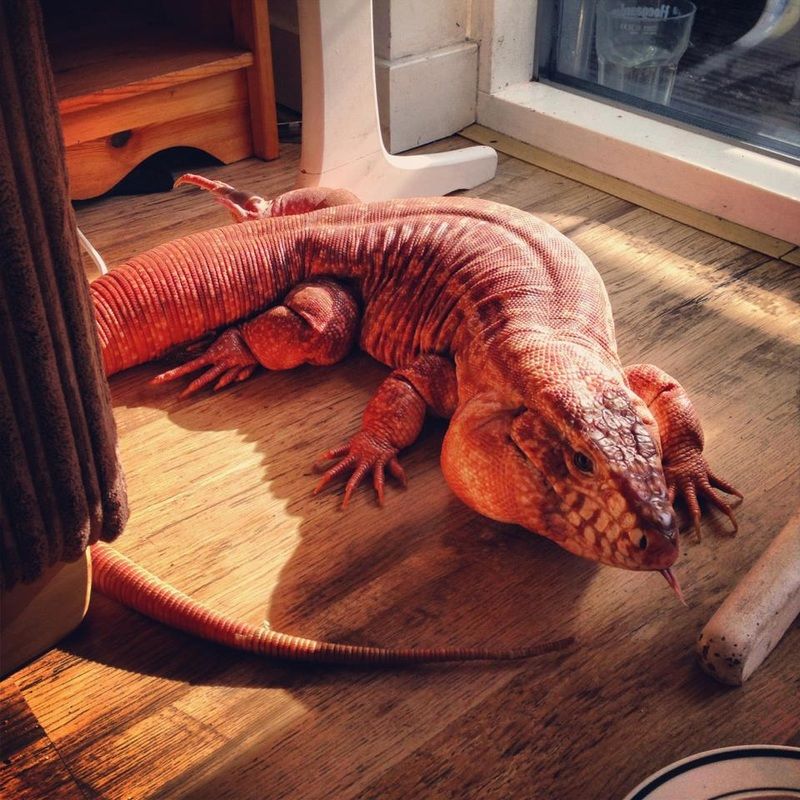 Red Tegu Facts And Pictures