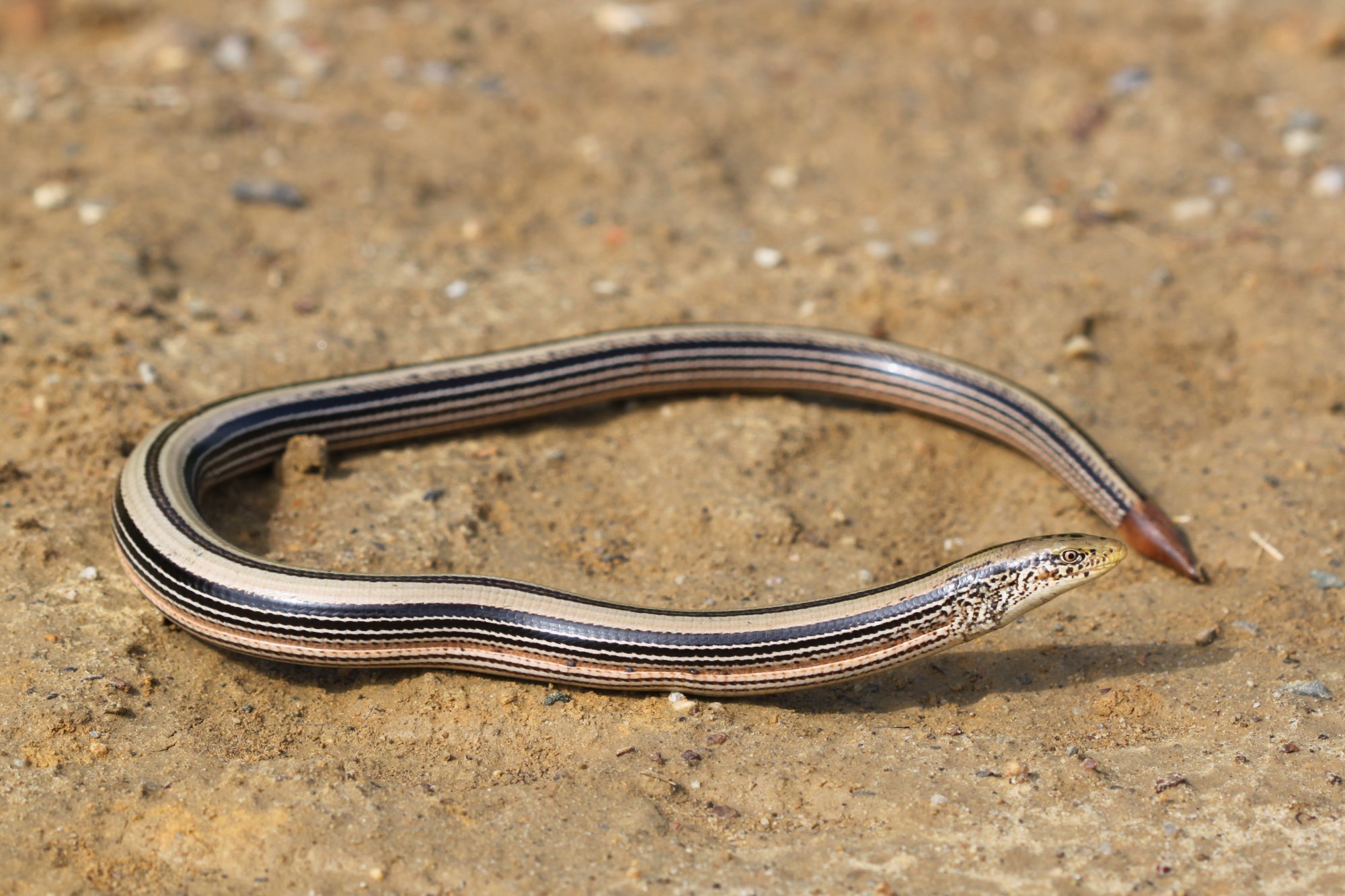 Slender Glass Lizard Facts and Pictures