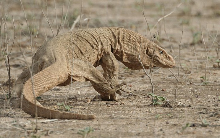 Bengal Monitor - Facts, Diet, Habitat & Pictures on