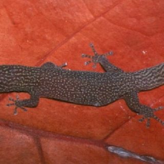 Ashy Gecko Facts and Pictures