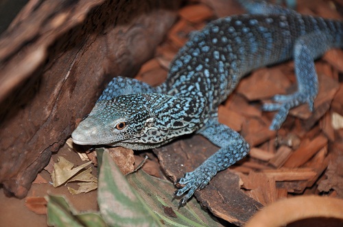 Blue tree monitor sale