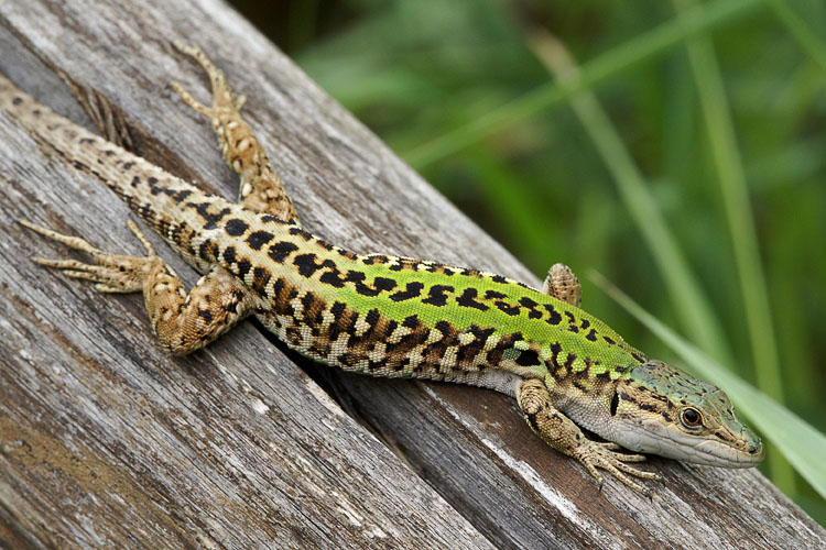 Italian Wall Lizard Facts And Pictures
